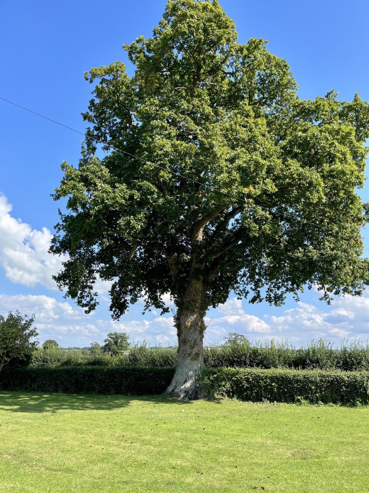 Priors Oak - A Cosy Studio With Countryside Views In Dorset Panzió Stalbridge Kültér fotó